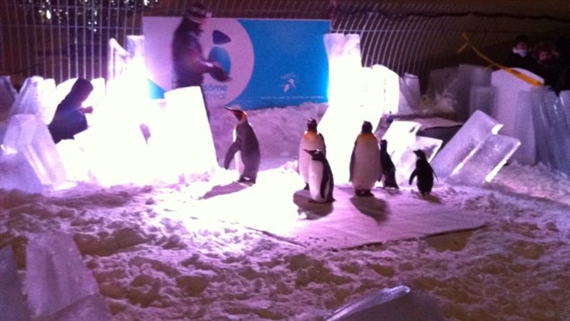Les manchots du Biodôme de Montréal sont sortis de leur habitat dans le cadre de la 9e Nuit blanche du festival Montréal en lumière.