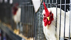 Un poulet d'élevage