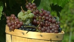 Il existe des raisins de table adapt�s au climat qu�b�cois.