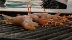 Crevettes tachet�es sur le grill du chef chef Robert Clarke.