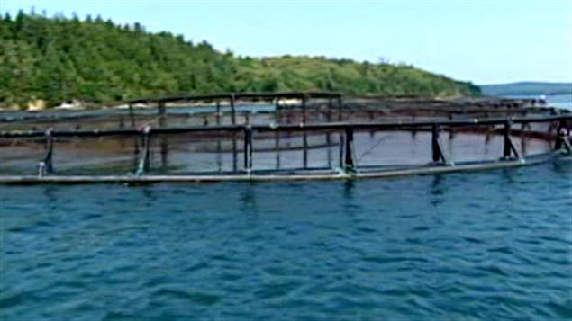 Lugar de crianza de salmones
