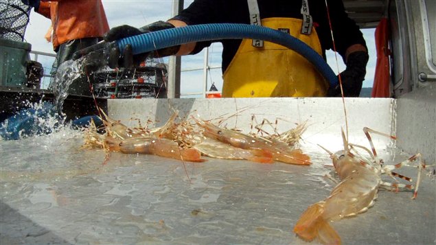 La crevette tachet�e est la plus grosse des sept esp�ces de crevettes commerciales p�ch�es dans les eaux de la Colombie-Britannique.