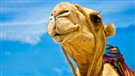 Des chameaux et des lamas s'invitent à une partie de soccer