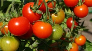 Tomates