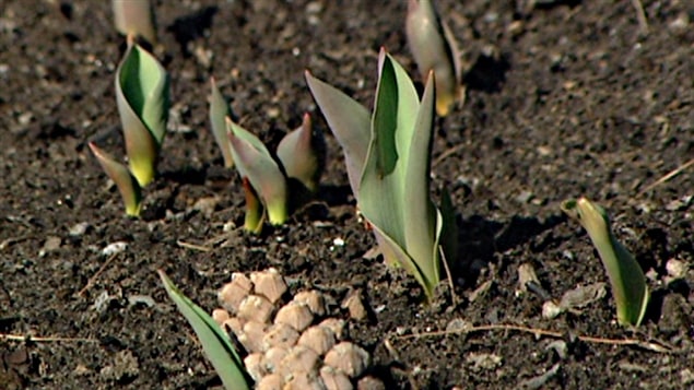 Les tulipes pointent déjà, en raison du temps particulièrement doux.