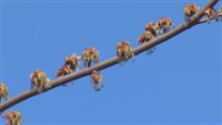 Températures trop clémentes pour les arbres fruitiers?