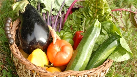Un panier de légumes biologiques