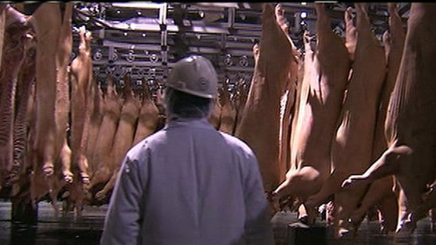 Un intégrateur contrôle toutes les facettes de la production porcine, des aliments jusqu'à la distribution.