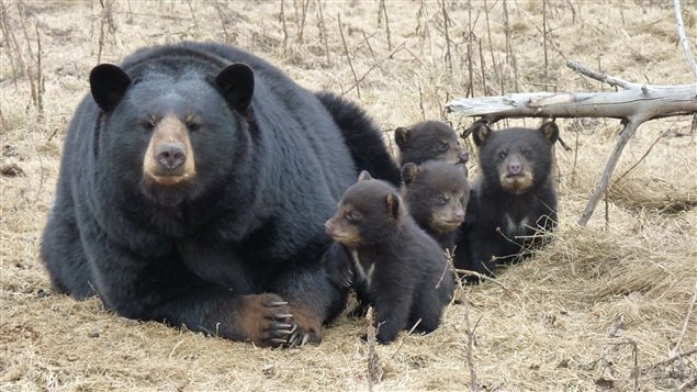 La naissance de quadruplés est un phénomène rare chez les ours noirs du Canada.