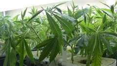 Medical marijuana is currently grown under contract for Health Canada by Prairie Plant Systems