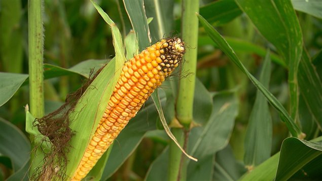 Règle général au Canada, le maïs destiné à l'alimentation animale est génétiquement modifié. 