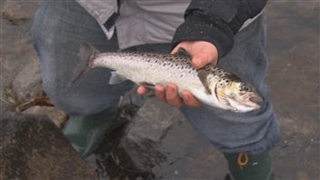 Poisson