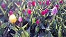 Le Festival canadien des tulipes se cherche un nouveau site permanent