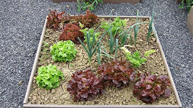 Potager