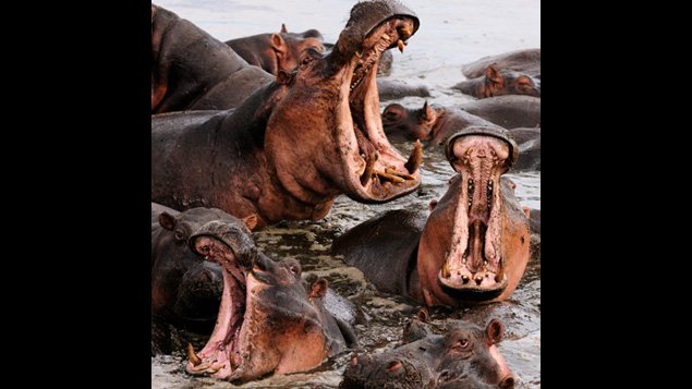 Hippopotames qui b�illent / �iStock Warwick Lister-Kaye