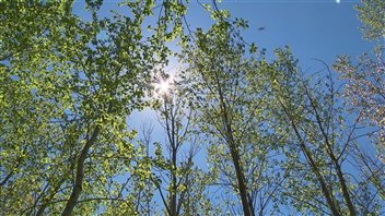La croissance du peuplier faux-tremble en fait la formule 1 des forêts canadiennes.