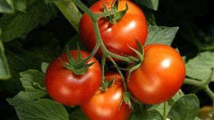L'art de cultiver la tomate