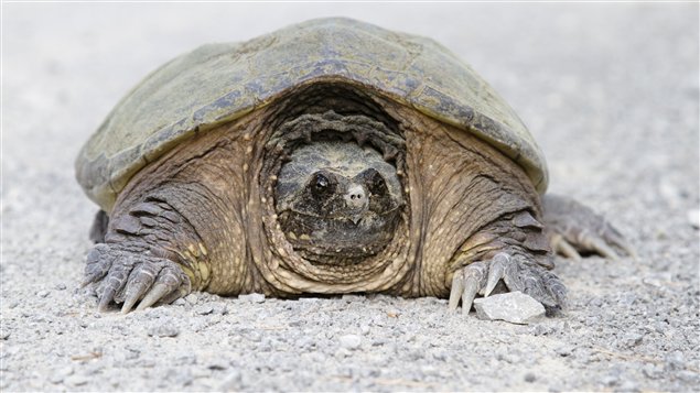Une tortue serpentine