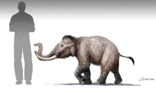Mammuthus creticus