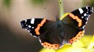 Pourquoi y a-t-il tant de papillons ce printemps?