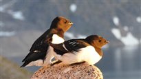 Arctique : certains oiseaux s'adaptent aux changements