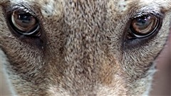 coyote