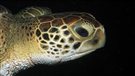 L'arbre généalogique des tortues bouleversé