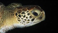 L'arbre généalogique des tortues bouleversé
