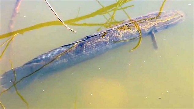 Un poisson à tête de serpent aurait été vu dans l'étang d'un parc de Burnaby.