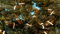 C'est le temps du homard!