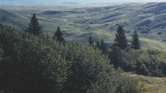 Le parc Cypress Hills en Saskatchewan
