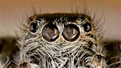 Couverture d'Arachna