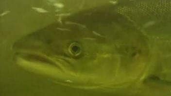 Un saumon atlantique