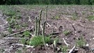 La saison des asperges à la Ferme Fiset