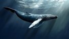 L'organe inconnu des baleines à fanons