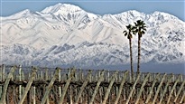 Les vins du producteur argentin Trapiche