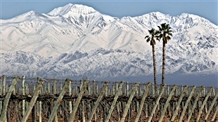 Les vins du producteur argentin Trapiche