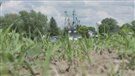 Des cultivateurs ontariens rencontrent le ministre de l'Agriculture