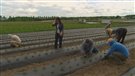 Réforme de l'assurance-emploi : des producteurs maraîchers inquiets