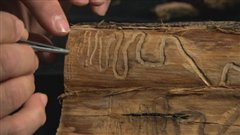 Arbre infesté par l'agrile du frêne