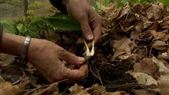 Une gousse d'ail des bois.
