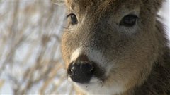 En plein essor au Qu�bec, les cerfs de Virginie pourraient subir une contamination venant du sud.