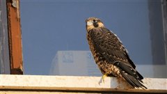La population de faucons p�lerins du Qu�bec prend du mieux.