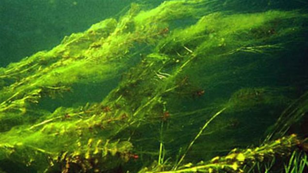 Myriophylle à épi Myriophylle à épi