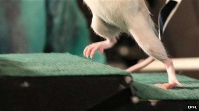 Un rat marche à nouveau