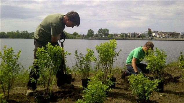 Plantation de végétaux sur les berges du lac Osisko à Rouyn-Noranda