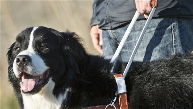 Chien guide de la Fondation Mira