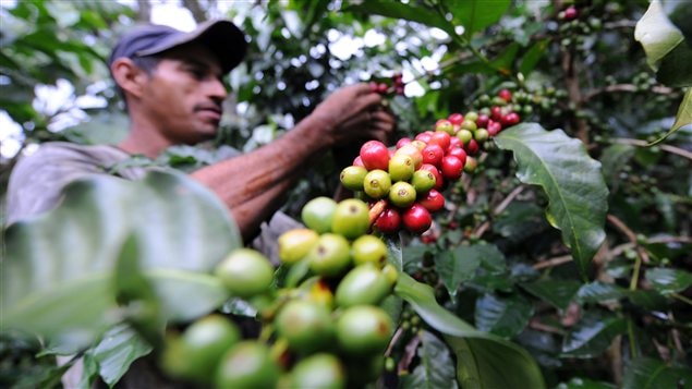 Un travailleur dans une plantation de café en Colombie.