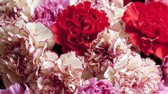 Des oeillets / � TinaFields, iStockphoto