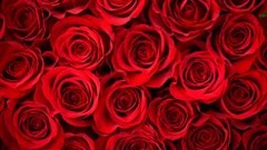paquet de roses